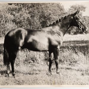 PHOTO Argentique	France	Cheval de concours	24X29cm	1970