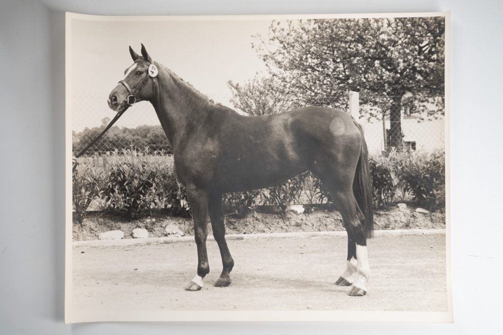 PHOTO Argentique France Cheval de concours 24X29cm 1970