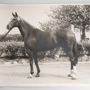 PHOTO Argentique	France	Cheval de concours	24X29cm	1970