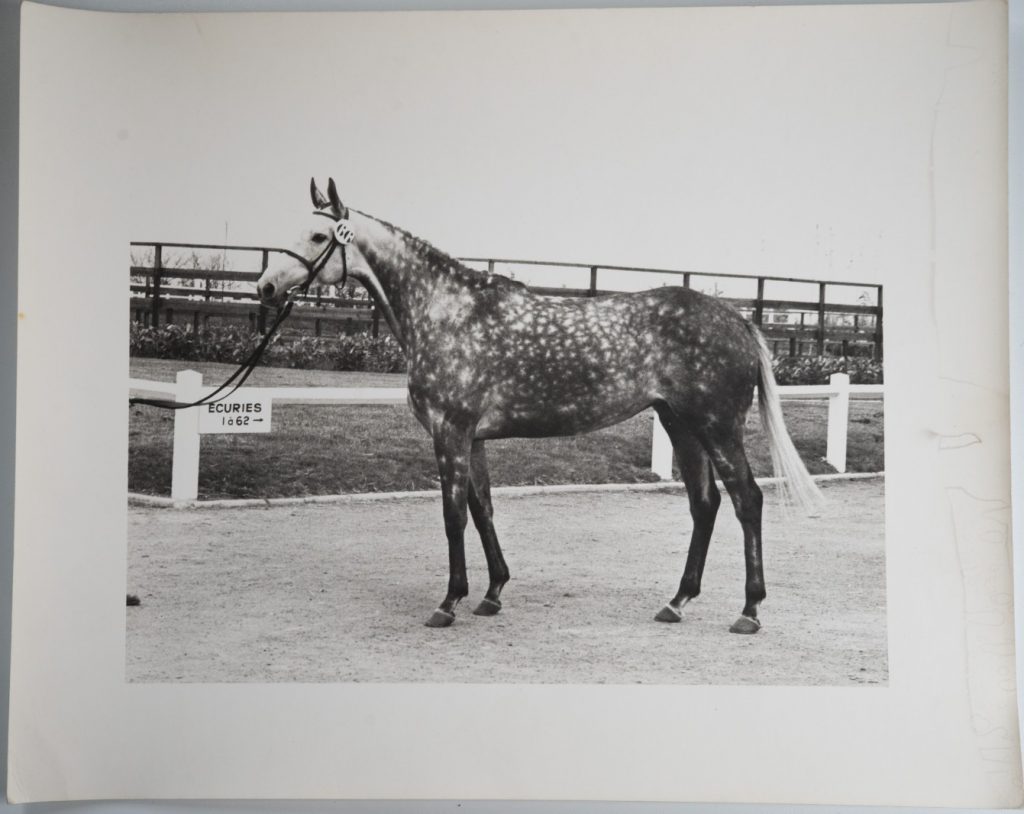 PHOTO Argentique France Cheval de concours 24X29cm 1970