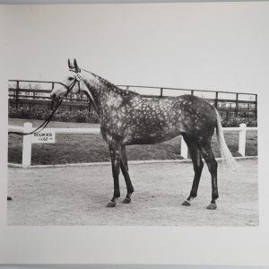 PHOTO Argentique	France	Cheval de concours	24X29cm	1970