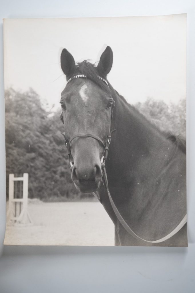 PHOTO Argentique France Cheval de concours 24X29cm 1970
