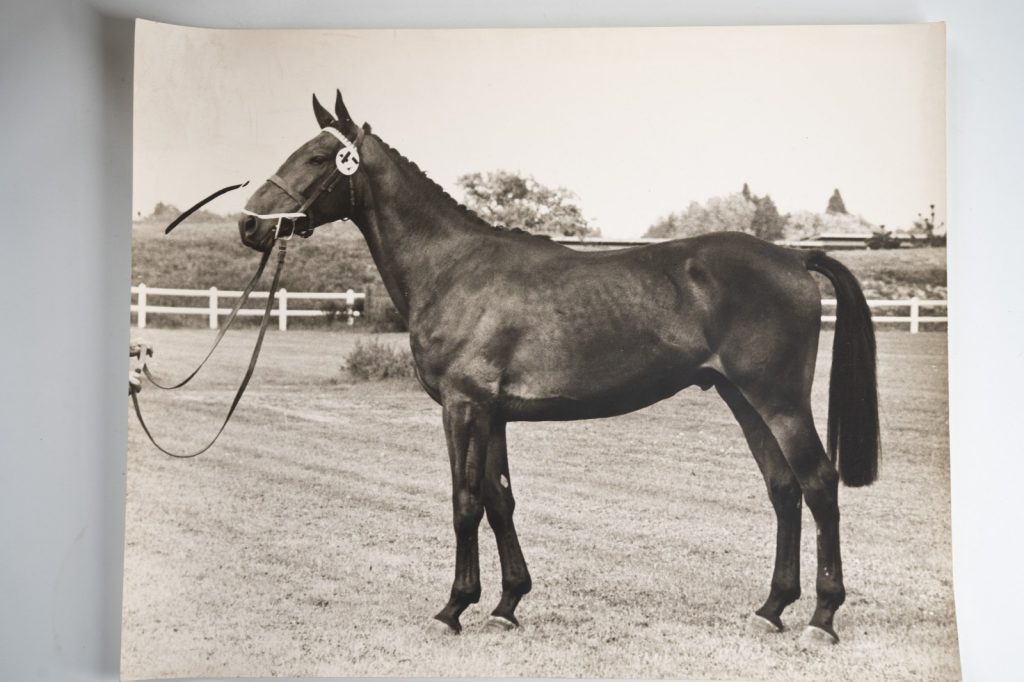 PHOTO Argentique France Cheval de concours 24X29cm 1970