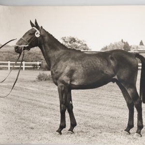 PHOTO Argentique	France	Cheval de concours	24X29cm	1970