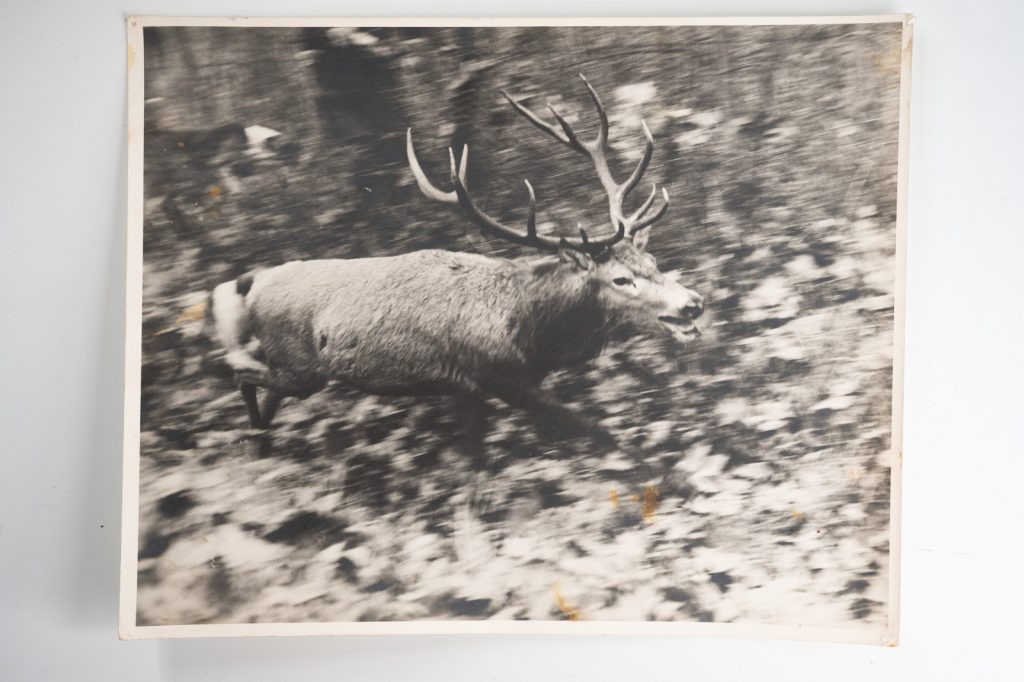 PHOTO Argentique France chasse à courre vénerie cheval 24X29cm 1970