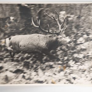 PHOTO Argentique	France	chasse à courre vénerie cheval	24X29cm	1970