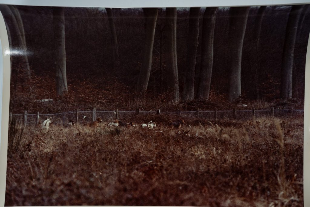 PHOTO Argentique	France	chasse à courre vénerie cheval 24x30cm	1970