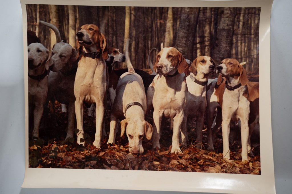 PHOTO Argentique	France	chasse à courre vénerie cheval 20X30cm	1970