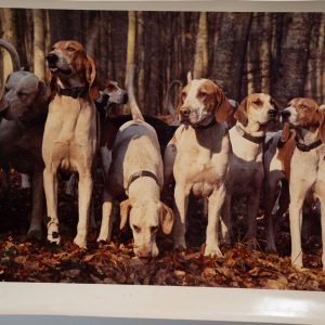 PHOTO Argentique France chasse à courre vénerie cheval 20X30cm 1970