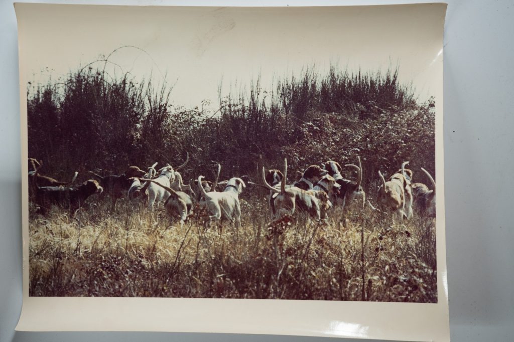 PHOTO Argentique France chasse à courre vénerie cheval CHIEN 20X30cm 1970