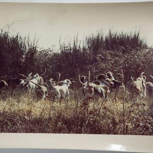 PHOTO Argentique	France	chasse à courre vénerie cheval CHIEN	20X30cm	1970