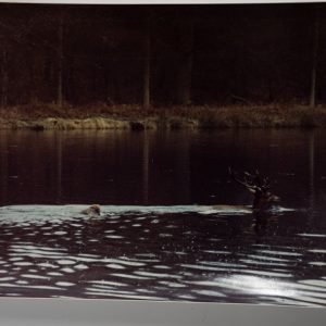 PHOTO Argentique France chasse à courre vénerie cheval 17X23cm 1970