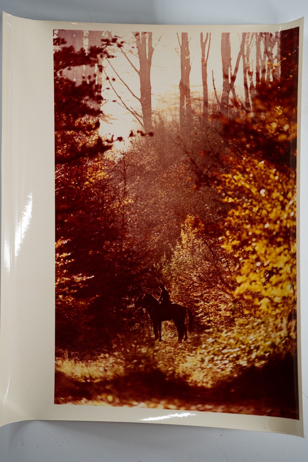 PHOTO Argentique France chasse à courre vénerie cheval 14X22cm 1970