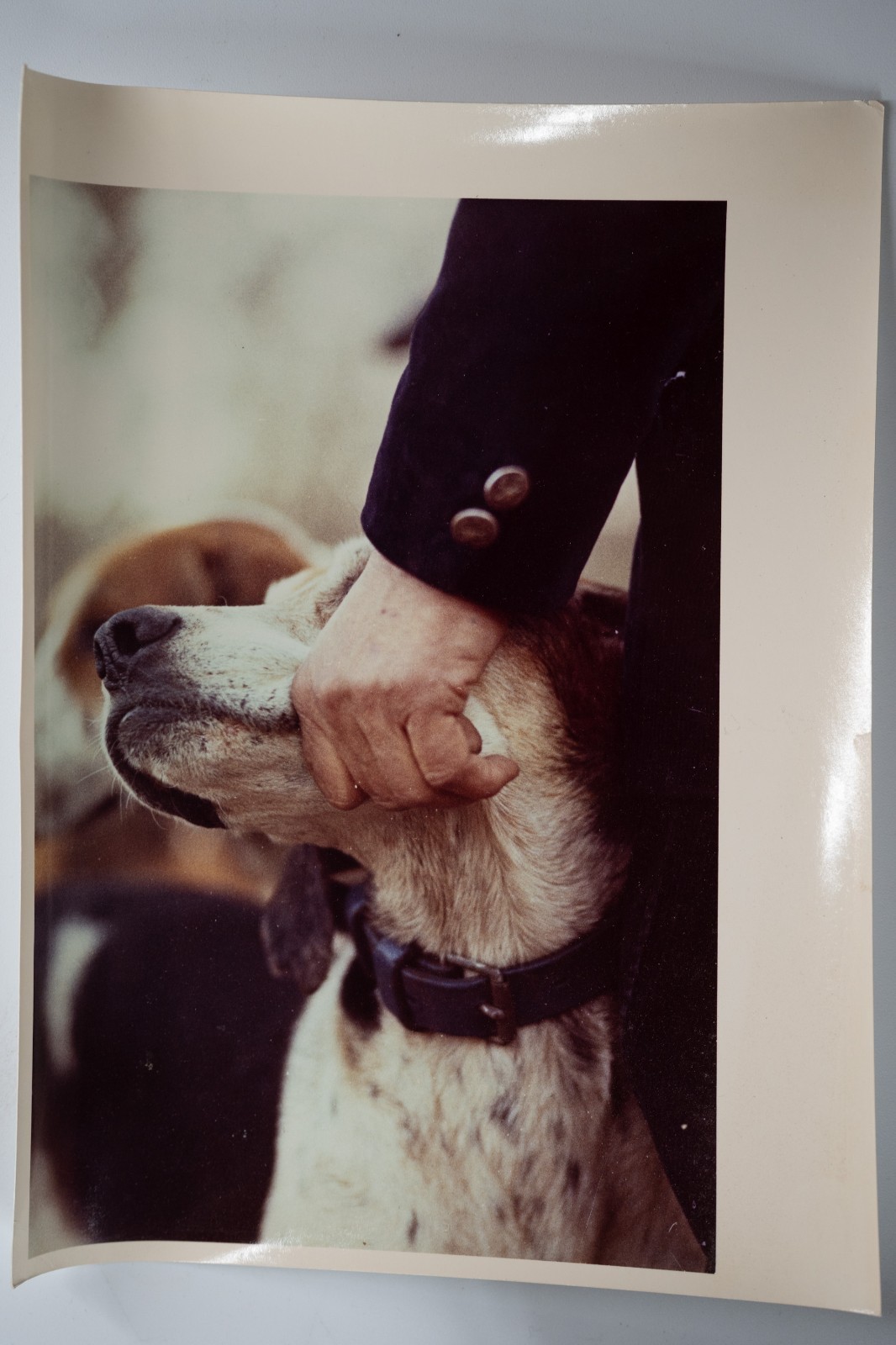PHOTO Argentique France chasse à courre vénerie cheval 14X22cm 1970