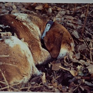 PHOTO Argentique	France	chasse à courre vénerie cheval chien	24x30cm	1970