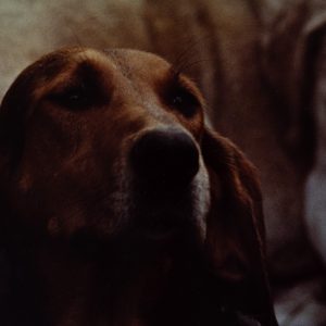 PHOTO Argentique	France	chasse à courre vénerie cheval chien	24x30cm	1970