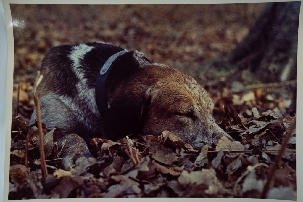PHOTO Argentique France chasse à courre vénerie cheval chien 24x30cm 1970