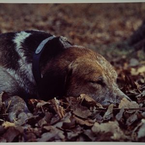 PHOTO Argentique	France	chasse à courre vénerie cheval chien	24x30cm	1970