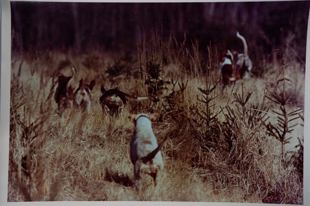 PHOTO Argentique France chasse à courre vénerie cheval chien 24x30cm 1970