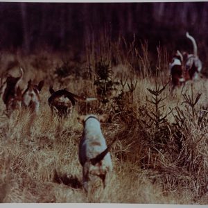 PHOTO Argentique	France	chasse à courre vénerie cheval chien	24x30cm	1970
