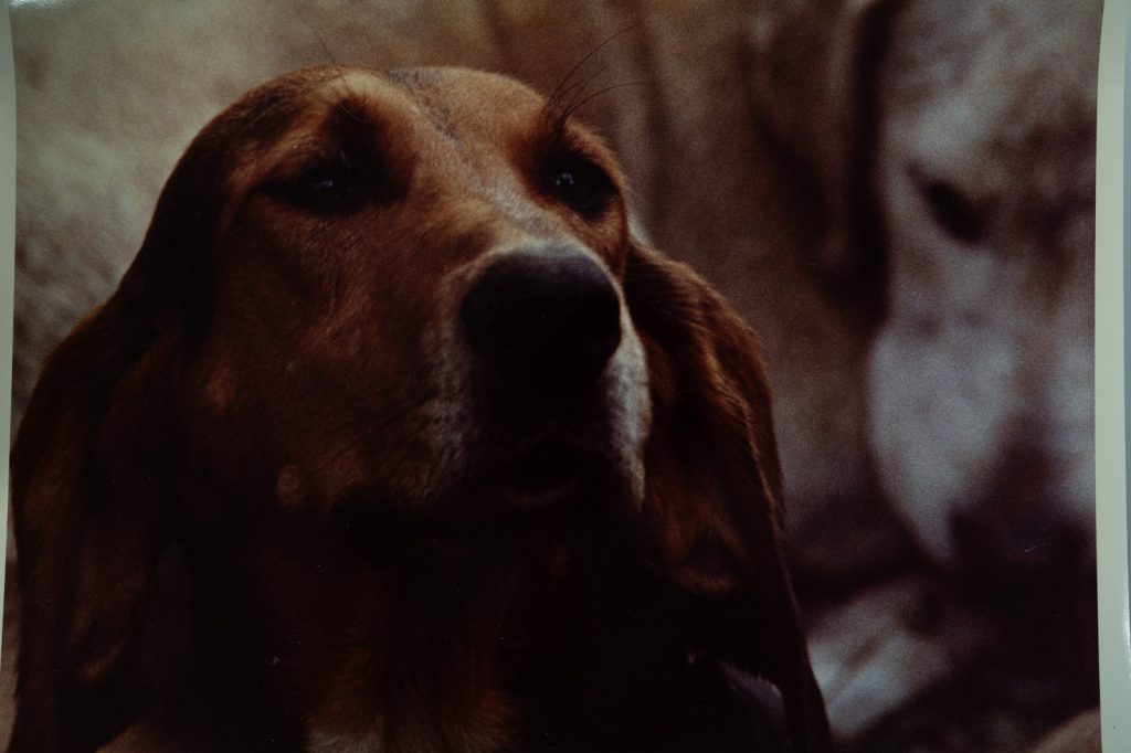 PHOTO Argentique France chasse à courre vénerie cheval chien 24x30cm 1970
