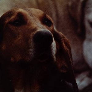 PHOTO Argentique	France	chasse à courre vénerie cheval chien	24x30cm	1970