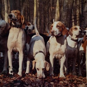 PHOTO Argentique	France	chasse à courre vénerie cheval chien	24x30cm	1970