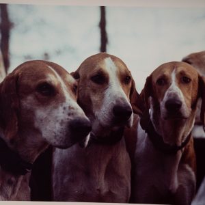 PHOTO Argentique	France	chasse à courre vénerie cheval chien	24x30cm	1970