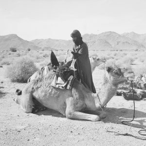 Tirage photo sur papier  argentique dromadaire désert ALGERIE 1950 40x40cm