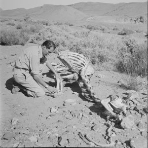 Tirage photo sur papier EXPEDITION ALGERIE 1950 30x30cm
