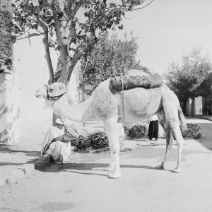 Tirage photo sur papier  argentique dromadaire ALGERIE 1950 40x40cm