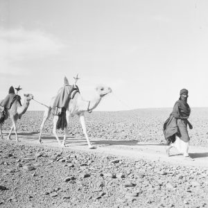 Tirage photo sur papier NOMADE ALGERIE 1950 60x60cm