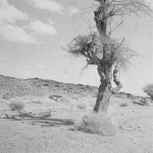 Tirage photo sur papier DESERT ALGERIE 1950 40x40cm