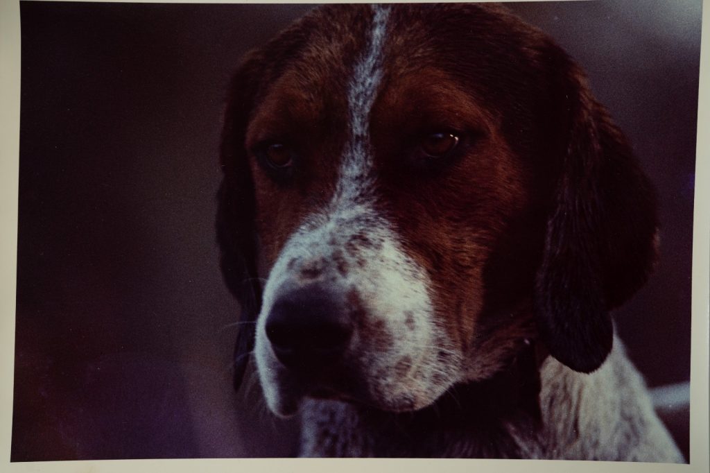 PHOTO Argentique France chasse à courre vénerie cheval 24x30cm 1970