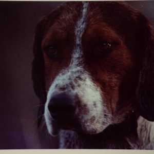 PHOTO Argentique	France	chasse à courre vénerie cheval	24x30cm	1970