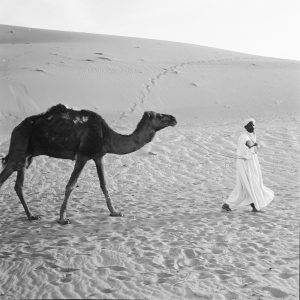 Tirage photo sur papier  argentique dromadaire désert ALGERIE 1950 40x40cm
