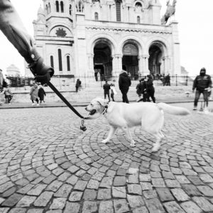 Tirage photo argentique Montmartre Chien Paris  20X30cm