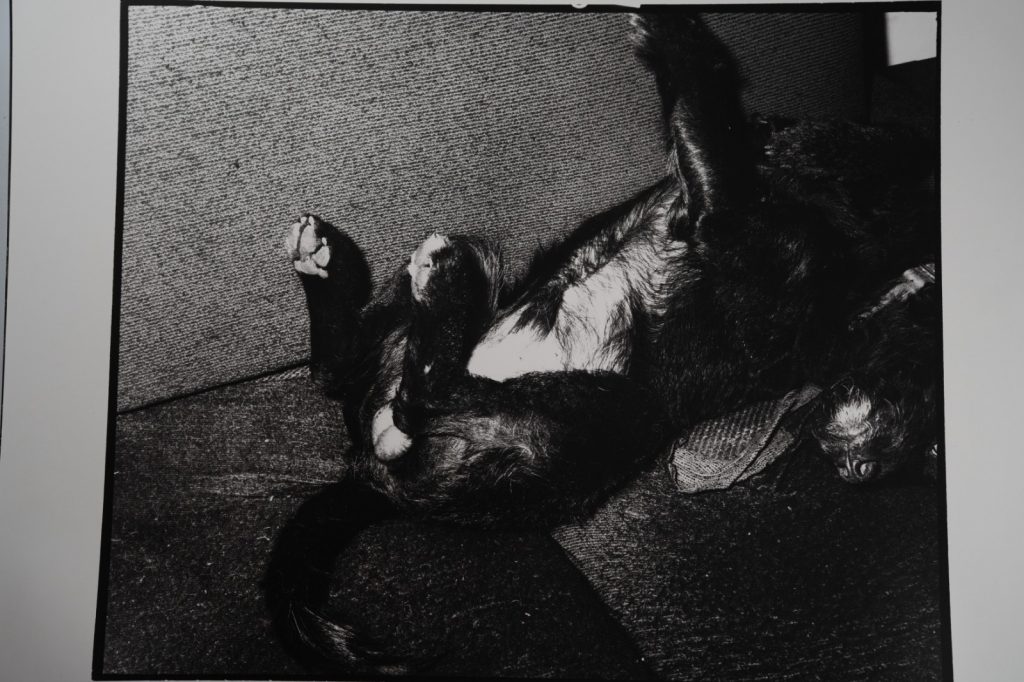 TIRAGE photoArgentique France photo d'artiste amateur 34X40cm 1970