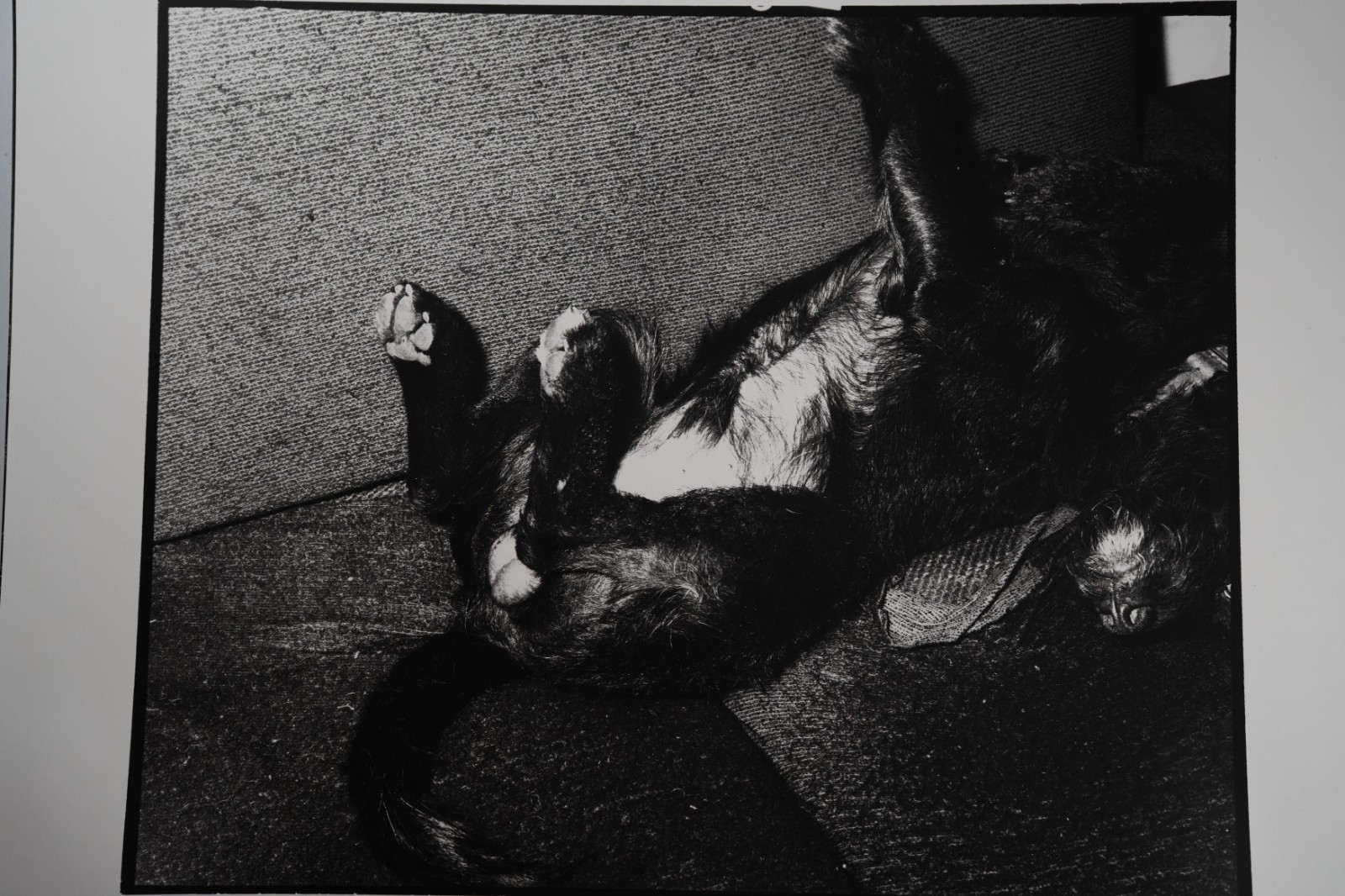 TIRAGE photoArgentique France photo d'artiste amateur 34X40cm 1970