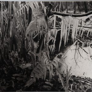 TIRAGE photo Argentique France Détail de nature 40X50cm 1970