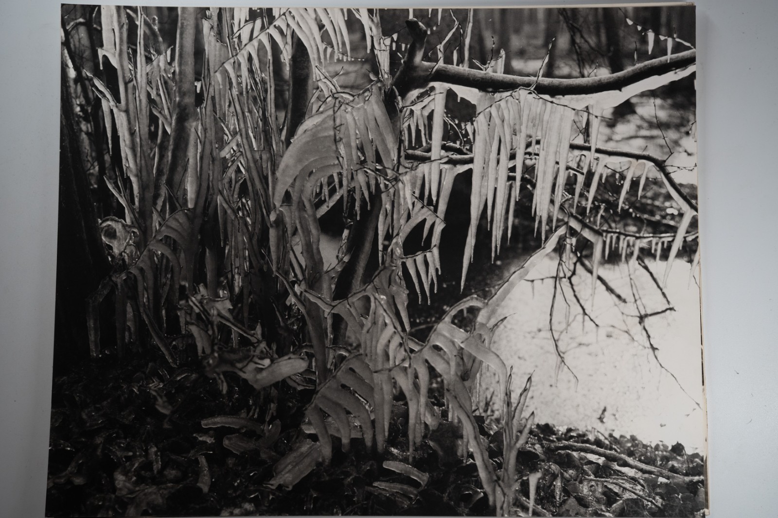 TIRAGE photo Argentique France Détail de nature 40X50cm 1970