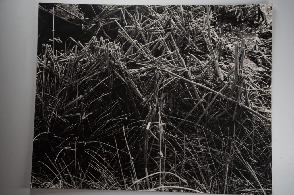 TIRAGE photo  Argentique	France	Détail de nature	40X50cm	1970
