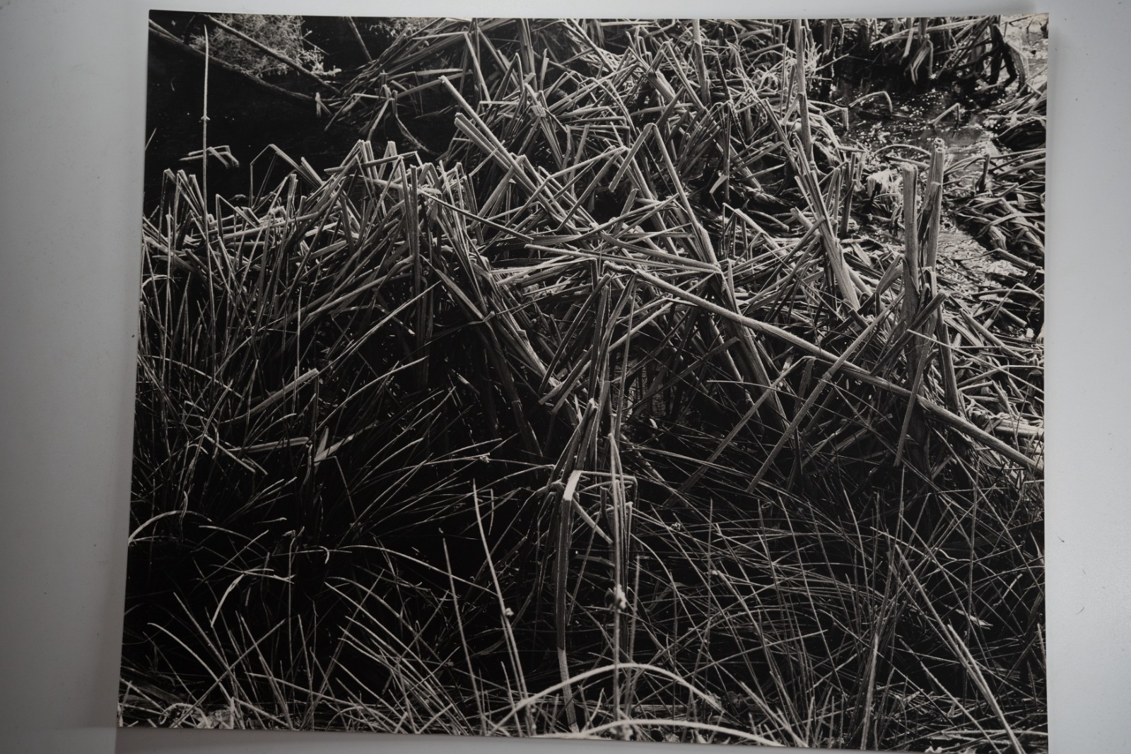 TIRAGE photo Argentique France Détail de nature 40X50cm 1970