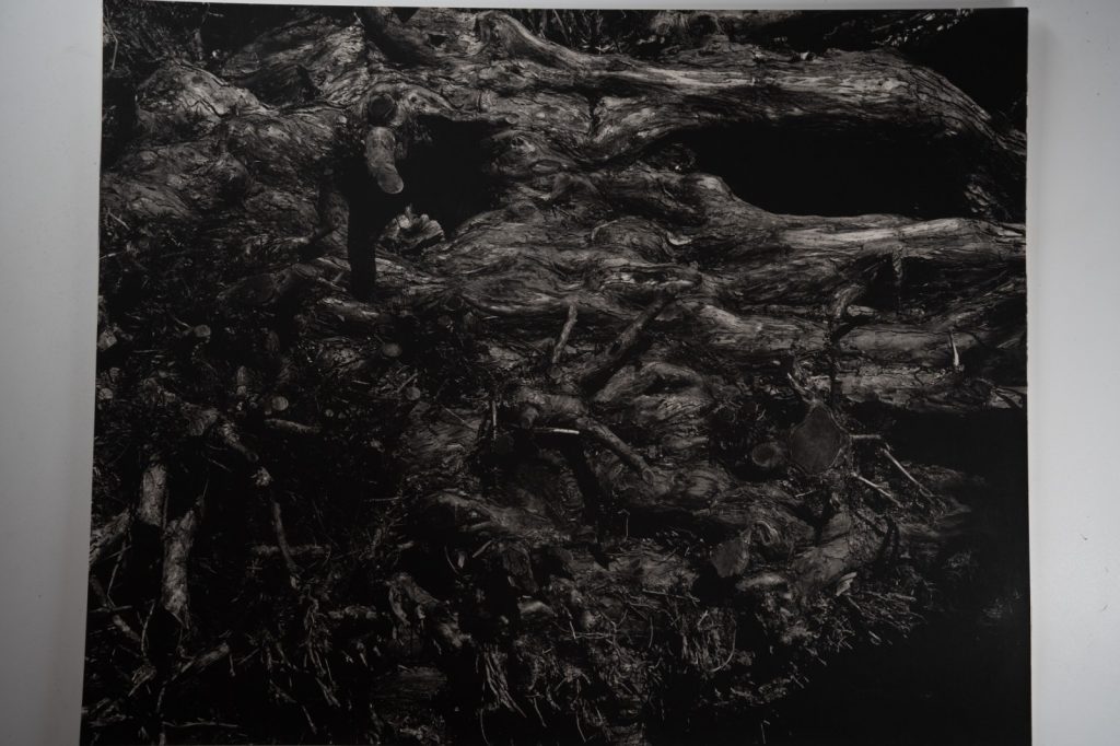 TIRAGE photo Argentique France Détail de nature 40X50cm 1970