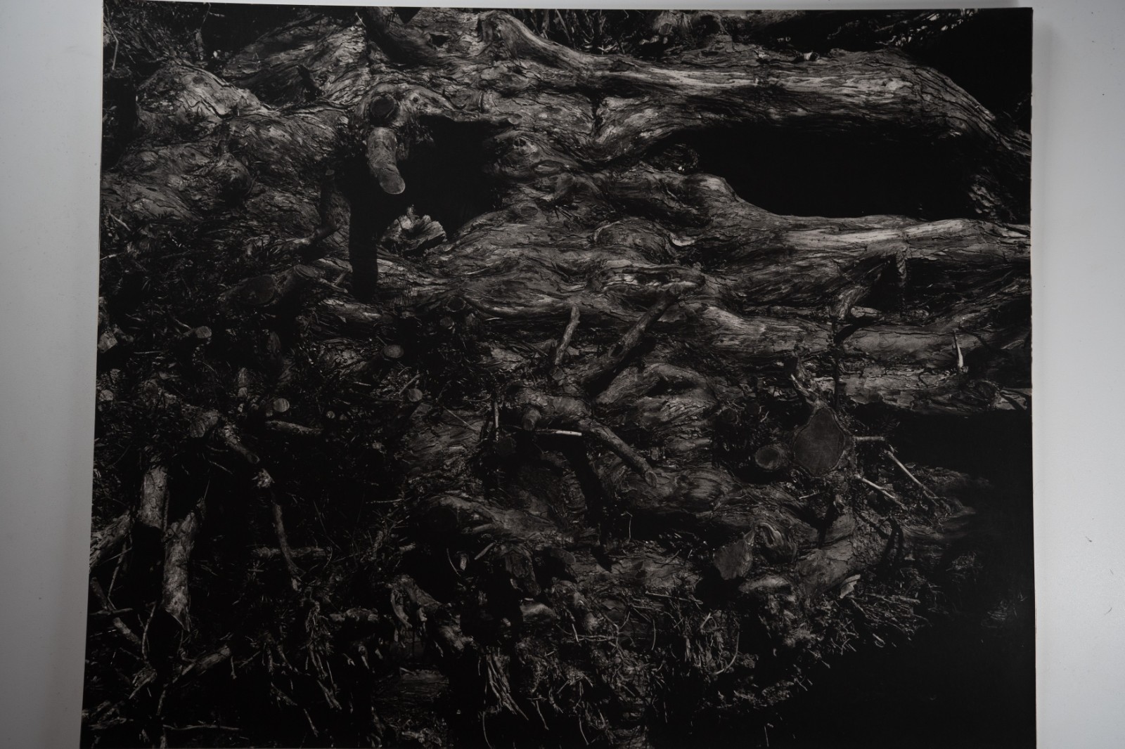 TIRAGE photo Argentique France Détail de nature 40X50cm 1970