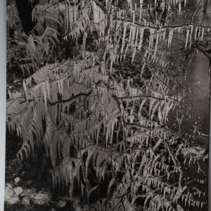 TIRAGE photo Argentique France Détail de nature 40X50cm 1970