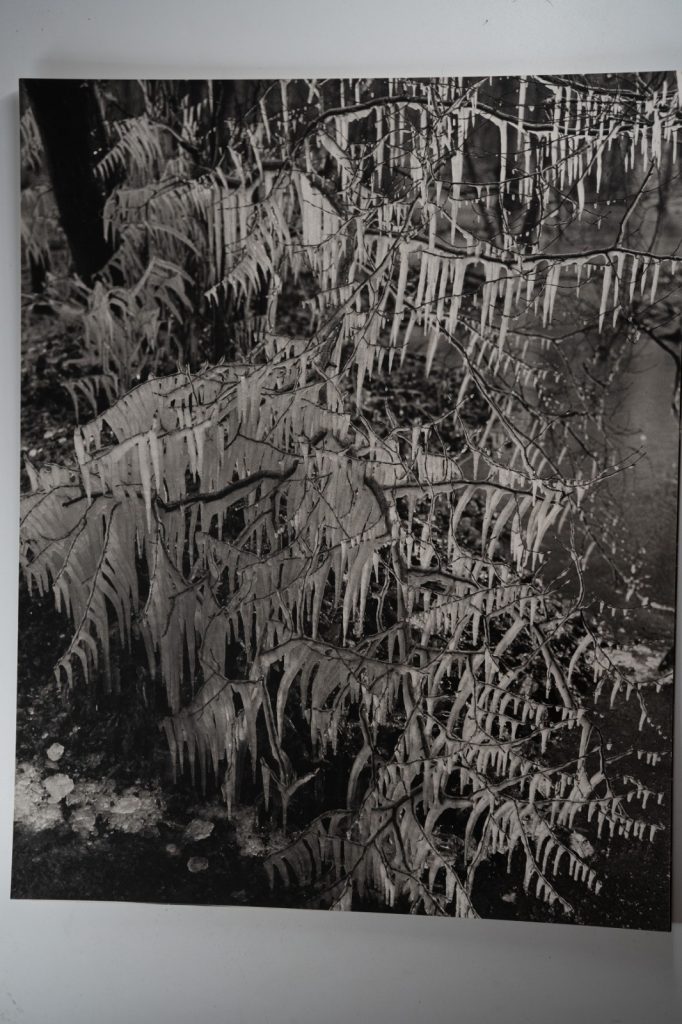 TIRAGE photo Argentique France Détail de nature 40X50cm 1970
