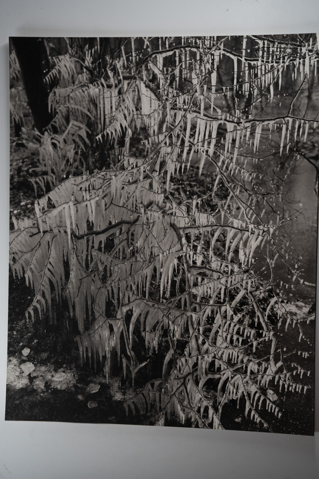 TIRAGE photo Argentique France Détail de nature 40X50cm 1970