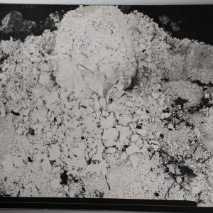 TIRAGE photo Argentique France Détail de nature 40X50cm 1970