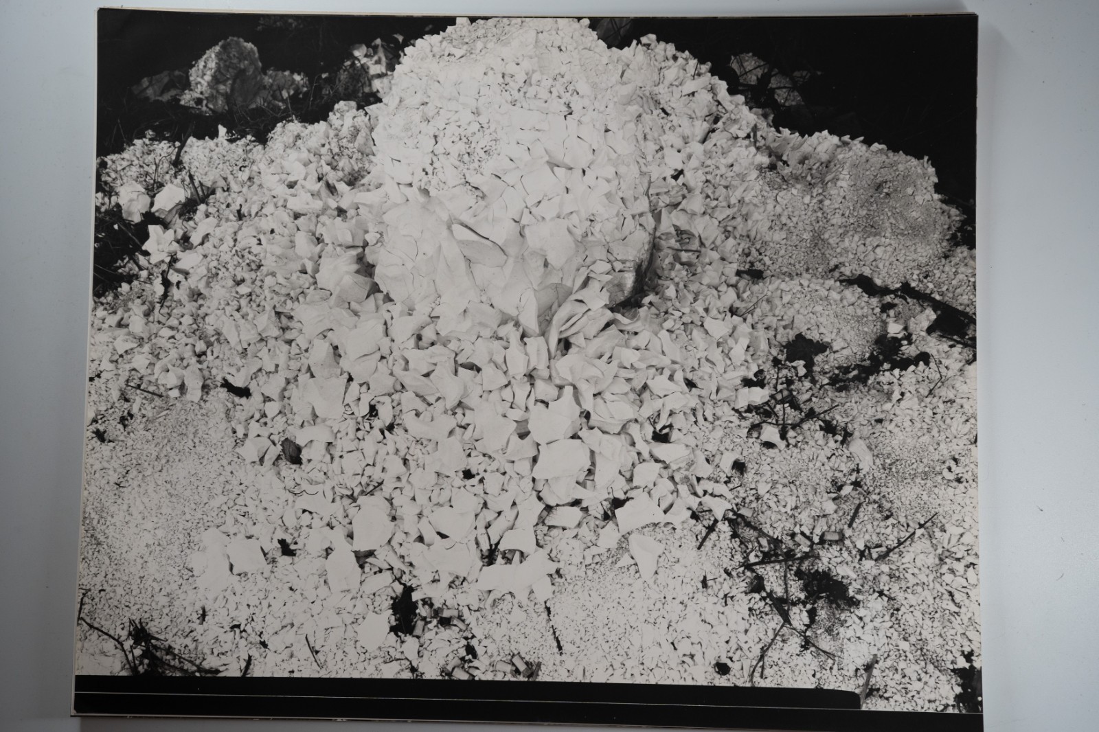 TIRAGE photo Argentique France Détail de nature 40X50cm 1970